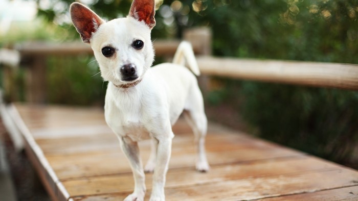 A small white dog stands on a wooden deck