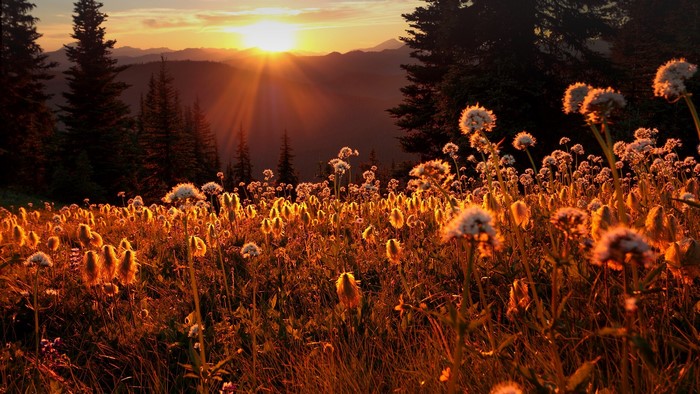 Sunset over a field of wildflowers with mountains