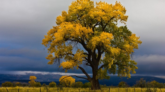 Tree with yellow leaves in a field under cloudy sky