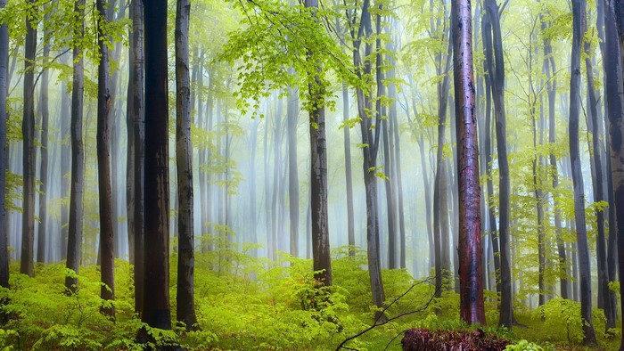 Misty forest with tall trees and green foliage
