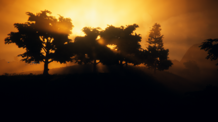 Sunlight filtering through trees in a dark forest