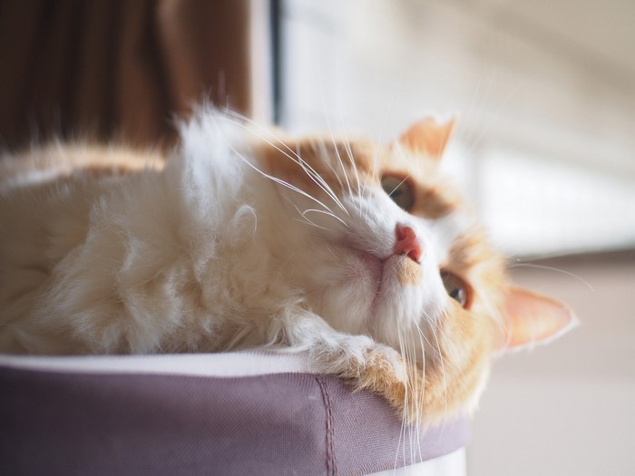 Orange and white cat lying down