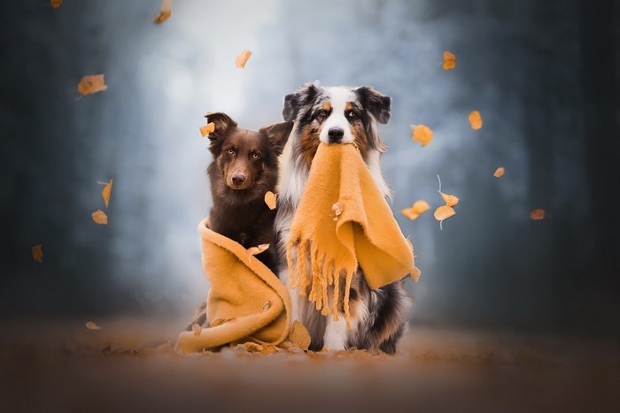 Two dogs wrapped in a blanket with falling leaves