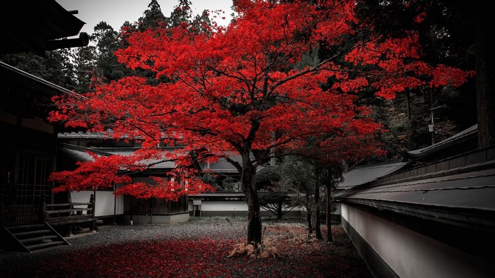 Vibrant red maple tree in a Japanese temple courtyard in autumn