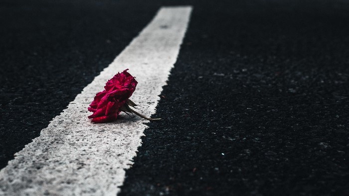 A single red rose lies on a white line on asphalt.
