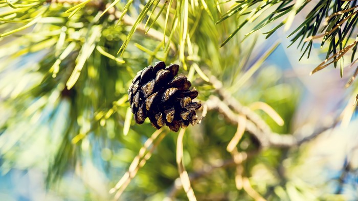 Pine cone on a pine tree branch with needles