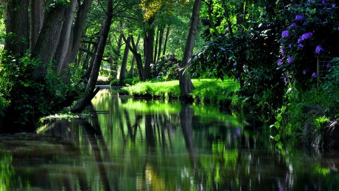 River flowing through a sunlit forest with trees and purple flowers