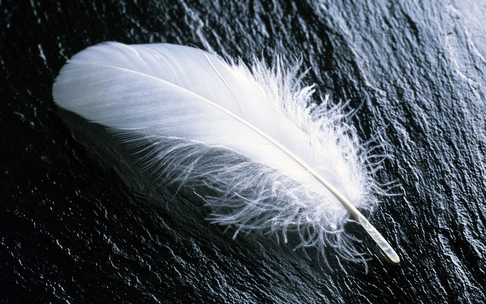 White feather on black stone surface