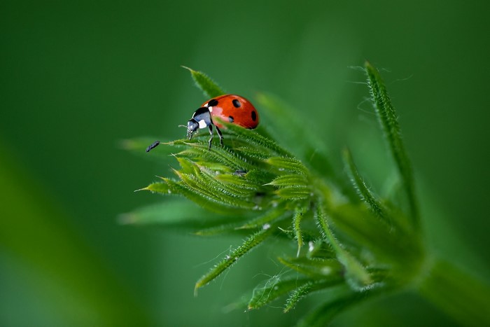 Ladybug on a green plant with black specks