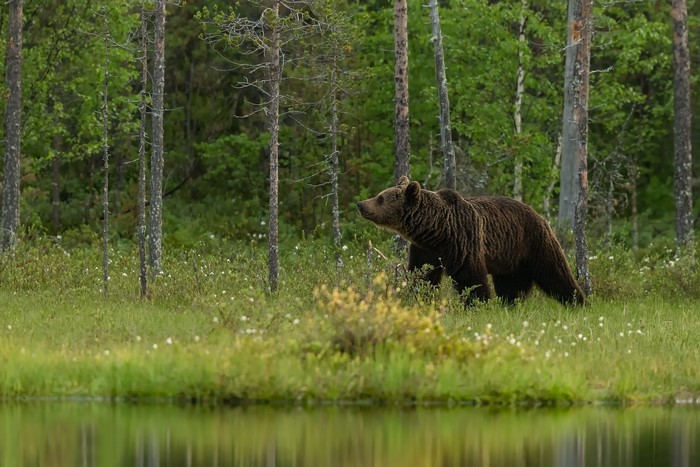 Brown bear walking in a forest near water
