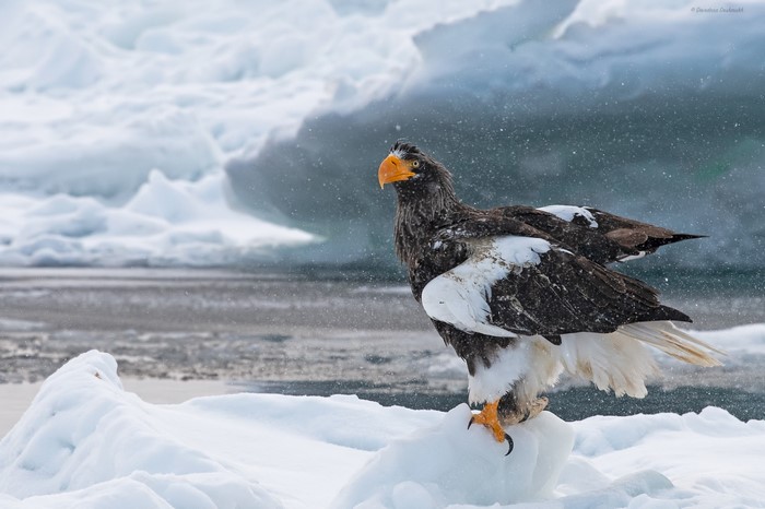 Steller's Sea Eagle perched on ice in winter