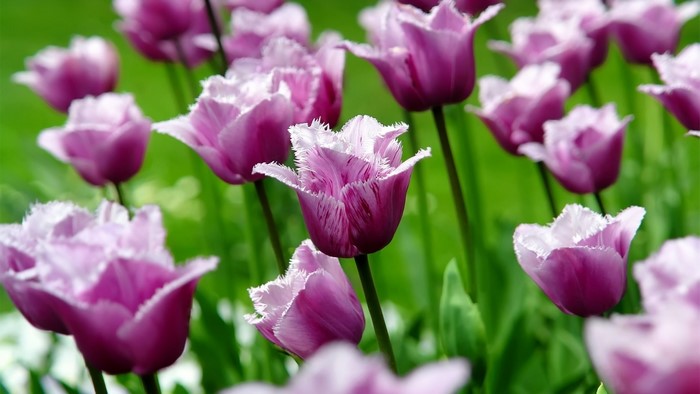 Purple fringed tulips in a garden