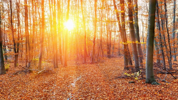 Sunlight filtering through autumn forest trees