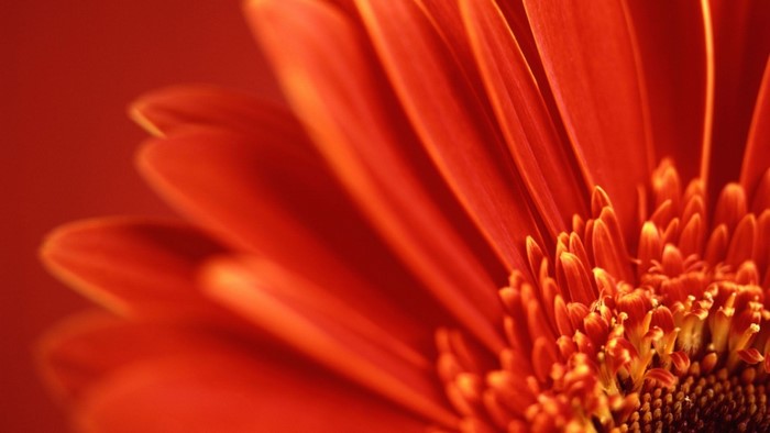 Close-up of a red gerbera daisy flower
