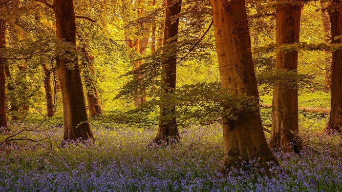 Bluebell flowers in a sunlit forest in North Yorkshire