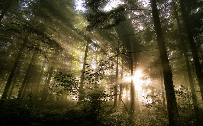 Sunbeams shining through a dense forest canopy