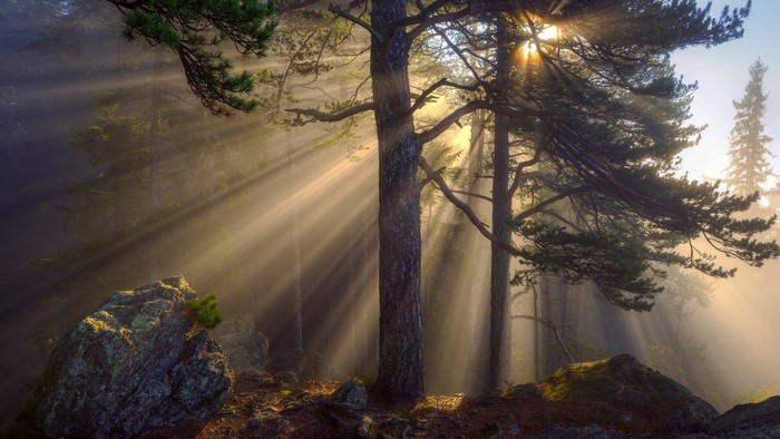 Sunlight beams through trees in a misty forest with rocks
