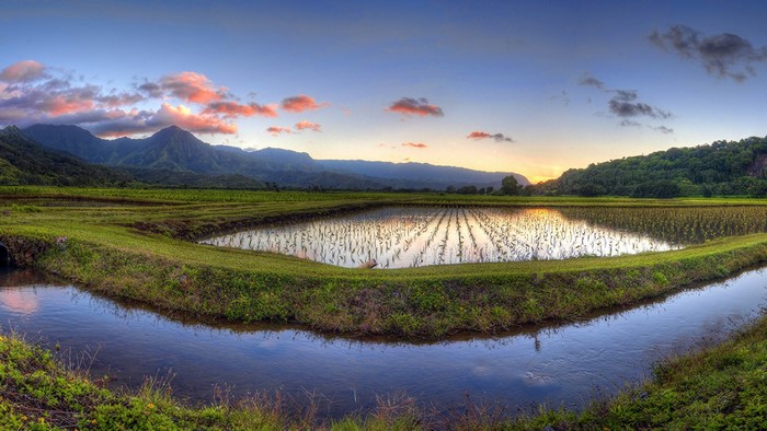 Rice paddies and mountains at sunset in Hawaii