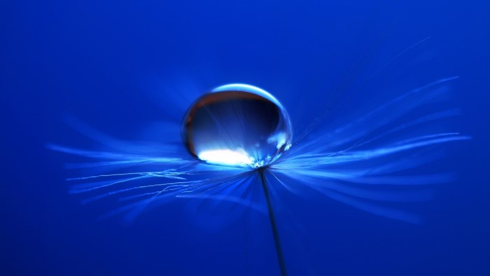 Water drop on a dandelion seed