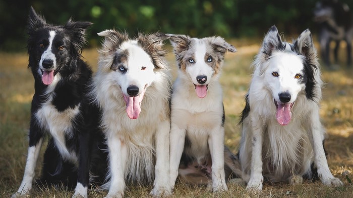 Four Border Collies sitting in a grassy field