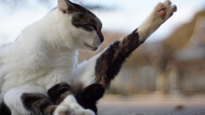 A cat with white and brown fur is stretching its paw