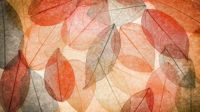 Skeletonized leaves in autumn colors
