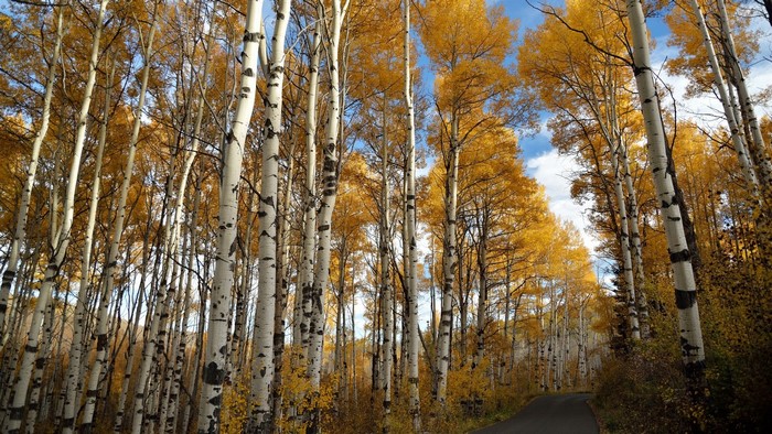 Aspen trees with yellow leaves and a road