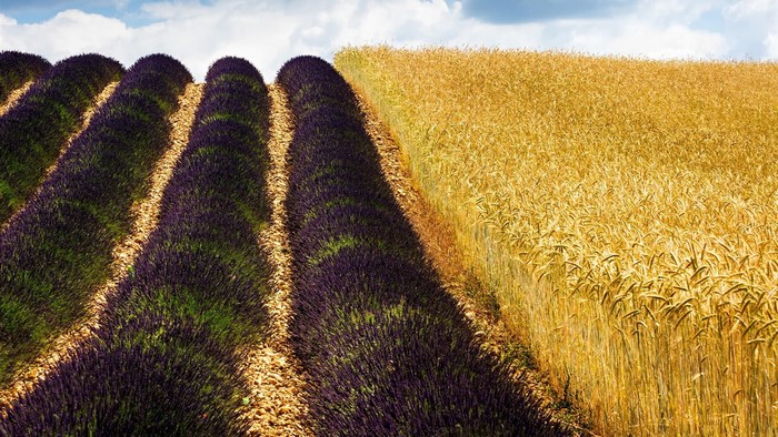 Rows of lavender and wheat fields under a cloudy sky