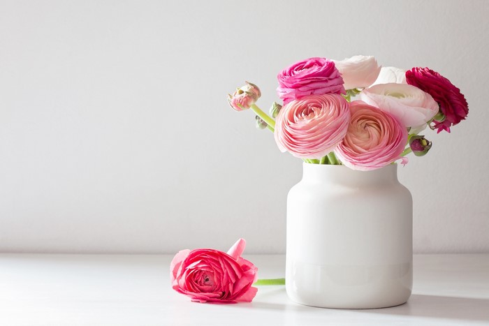 Pink and white ranunculus flowers in a white vase