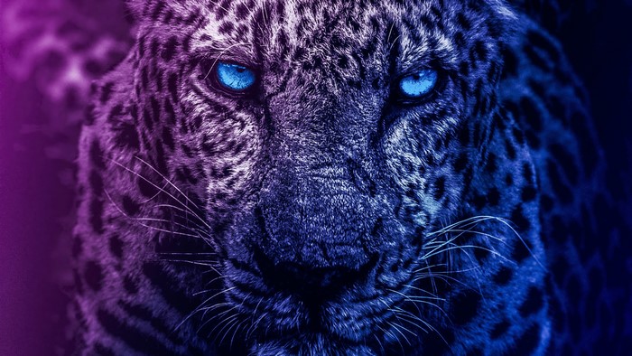 4K Leopard with Blue Eyes