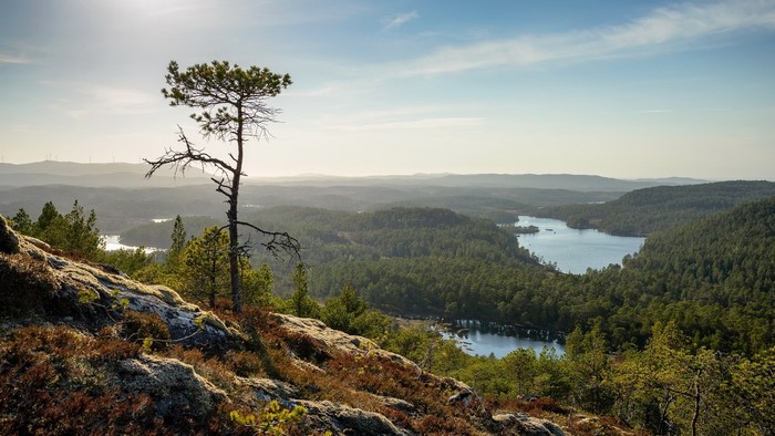 Pine tree on rocky outcrop overlooking forest and lakes