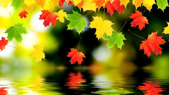 Colorful autumn leaves reflected in water