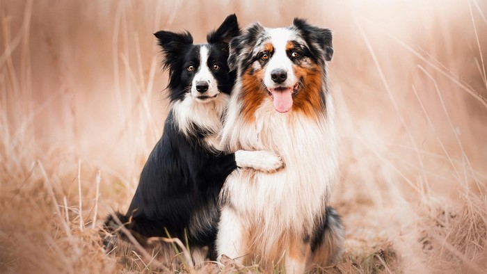 Two dogs hugging in a field