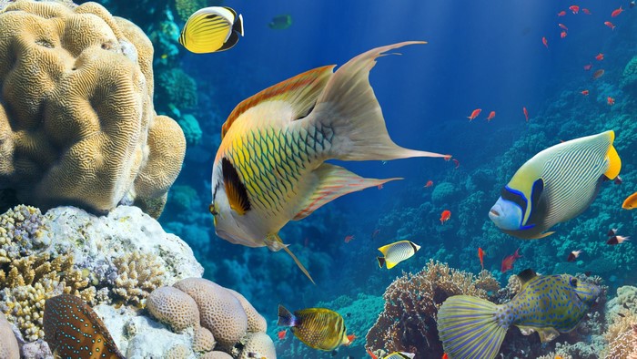 Coral reef with various colorful fish swimming