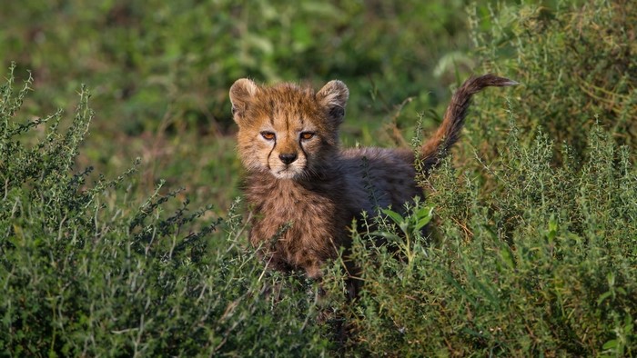Cheetah cub in tall green grass