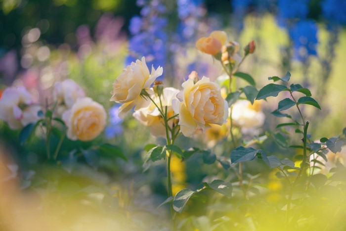 Yellow roses and blue delphiniums in a garden