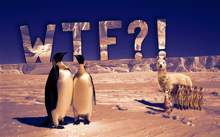 WTF? Penguins, Alpaca, and Meerkats in Antarctica
