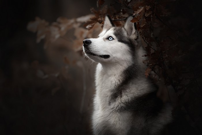 Siberian Husky with striking blue eyes in nature