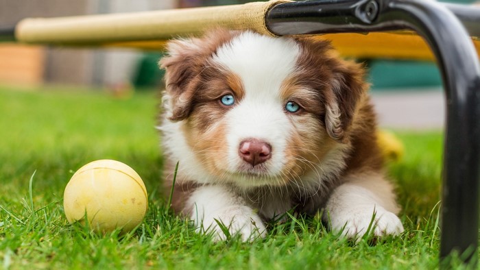 Brown and white puppy with blue eyes and a yellow ball