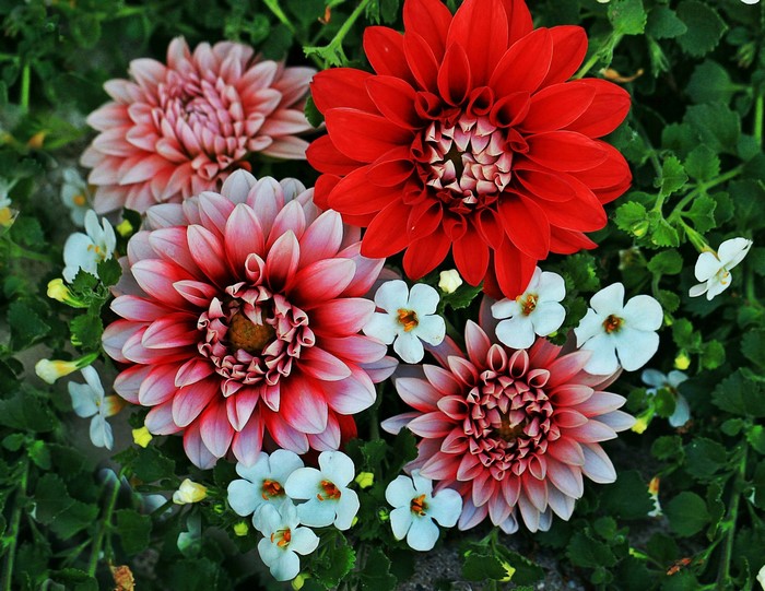 Colorful dahlias and small white flowers in green foliage