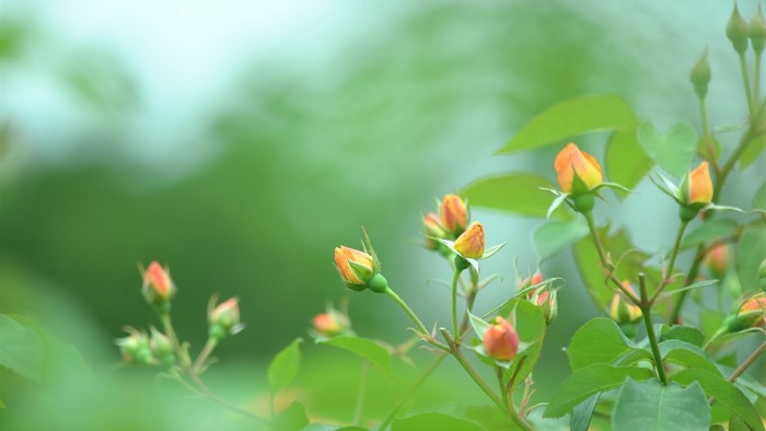 Orange rose buds on a green plant