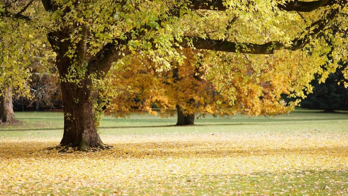 Autumn trees in a park with fallen leaves