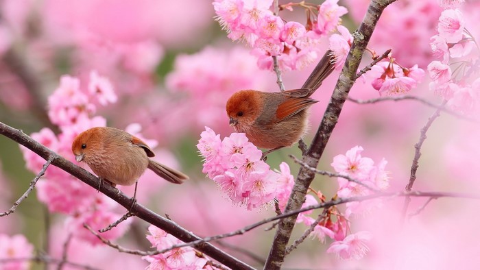 Two small birds perched on a cherry blossom branch