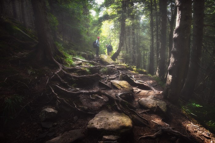 Hikers on a root-covered forest path with sunlight