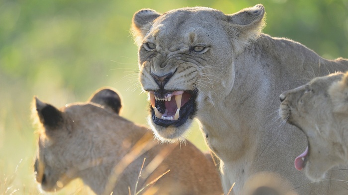 Lioness snarling with cubs in background