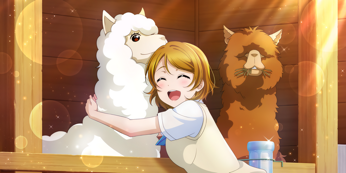 Hanayo Koizumi with Alpacas in a Barn