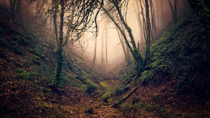Misty ravine with moss-covered trees and ferns
