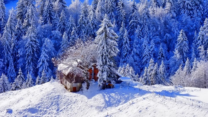 Snow-covered house in a winter forest