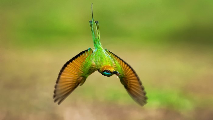 Green Bee-eater bird in flight