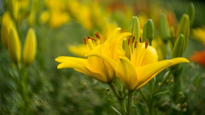 Yellow lilies blooming in a garden